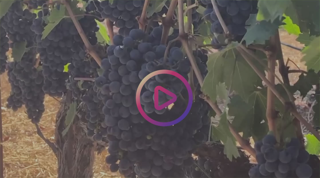 Luxury Travel with Smooth Arrivals and Warm Hospitality Through Iconic Vineyards and Wineries