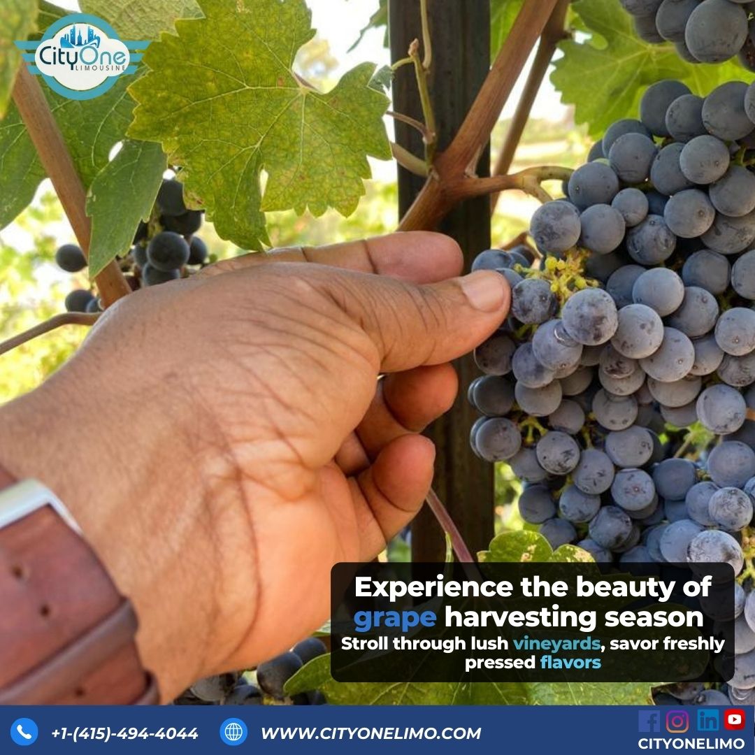 Uncover the Magic of Grape Harvest Season – Premium Wine Tours from Just $663/6hours in an SUV